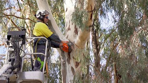 tree lopper toowoomba